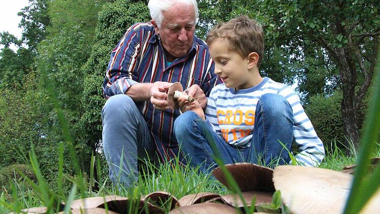 Hans Krautblatter zeigt seinem siebenjährigen Enkel Paul den seltenen Perlhuhnegerling, der in seinem Garten gedeiht. Essen sollte man den Pilz allerdings nicht.  Fotos: Christian Bauriedel
