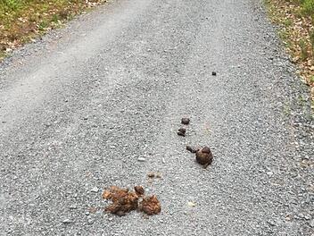 Mit dem schönen Wetter nehmen die Freizeitaktivitäten am Trimm-Dich-Pfad bei Oberpurbach zu. Und die Verschmutzungen. Die Kothaufen sind nicht nur für Jogger und Spaziergänger ein Ärgernis.Kerstin Rauch