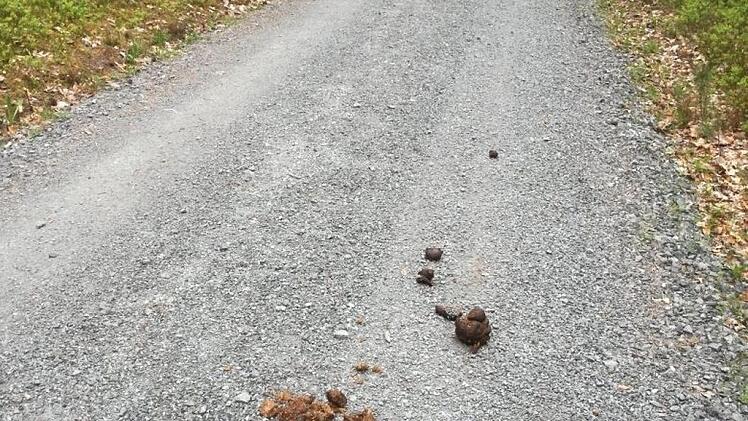 Mit dem schönen Wetter nehmen die Freizeitaktivitäten am Trimm-Dich-Pfad bei Oberpurbach zu. Und die Verschmutzungen. Die Kothaufen sind nicht nur für Jogger und Spaziergänger ein Ärgernis.Kerstin Rauch
