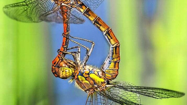 Diese Libellenhochzeit brachte Ilona Platzer einen Preis ein. Fotos: privat