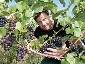 Stefan Ruppert, Vorsitzender des Weinbauvereins Hammelburg, begutachtet seine Spätburgunder-Trauben.
