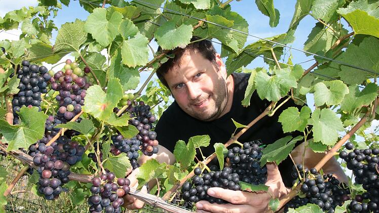 Stefan Ruppert, Vorsitzender des Weinbauvereins Hammelburg, begutachtet seine Spätburgunder-Trauben.