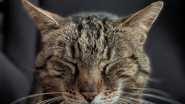Nach zehn Jahren hat Kater Bagheera endlich wieder den Weg nach Hause gefunden.