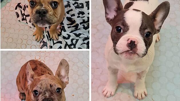 Tierheim N&uuml;rnberg: Illegale Bulldoggen zur Vermittlung freigegeben - "nicht die beste Gesundheit"