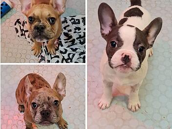 Tierheim Nürnberg: Illegale Bulldoggen zur Vermittlung freigegeben - "nicht die beste Gesundheit"