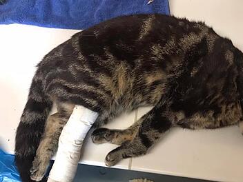 Toter Kater in Tierheim Hersbruck
