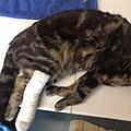Toter Kater in Tierheim Hersbruck
