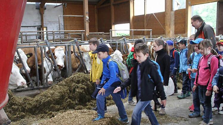 Bei ihrem Besuch auf dem Bauernhof durften die Grundschüler auch beim Füttern der Kühe dabei sein.  Fotos: Gerda Völk