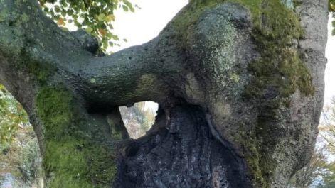 Die ausgebrannte Hutbuche. Foto: Jochen Vogel