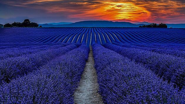 S&uuml;dfrankreich gilt als beliebtes Reiseziel und ist unter anderem f&uuml;r malerische Lavendelfelder bekannt.