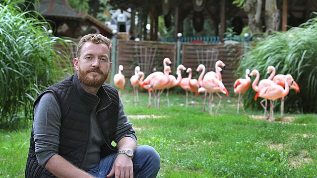 Parkbetreiber Matthias M&ouml;lter sitzt im Freizeit-Land Geiselwind vor seinem Flamingo-Gehege. Vor Kurzem sind f&uuml;nf Flamingos verschwunden. Doch im Hochsommer werden allgemein viele Sachen aus Freizeitparks oder Zoos gestohlen. Tassen, Besteck oder V&ouml;gel stehen hoch im Kurs Foto: Karl-Josef Hildenbrand/dpa