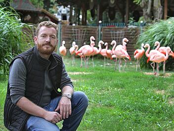 Parkbetreiber Matthias M&ouml;lter sitzt im Freizeit-Land Geiselwind vor seinem Flamingo-Gehege. Vor Kurzem sind f&uuml;nf Flamingos verschwunden. Doch im Hochsommer werden allgemein viele Sachen aus Freizeitparks oder Zoos gestohlen. Tassen, Besteck oder V&ouml;gel stehen hoch im Kurs Foto: Karl-Josef Hildenbrand/dpa