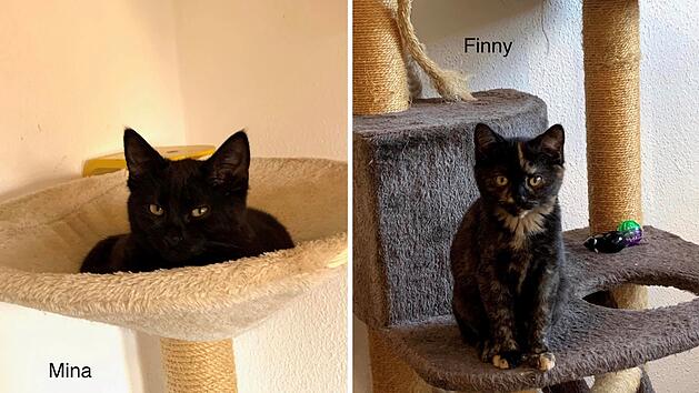 "Nur noch ein lautes Brummen": Tierheim berichtet von &uuml;berraschender K&auml;tzchen-Geburt