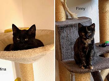 "Nur noch ein lautes Brummen": Tierheim berichtet von überraschender Kätzchen-Geburt "Nur noch ein lautes Brummen": Tierheim berichtet von überraschender Kätzchen-Geburt