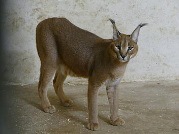 Wüstenluchs