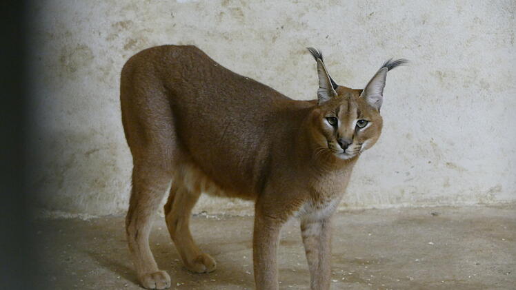 Wüstenluchs