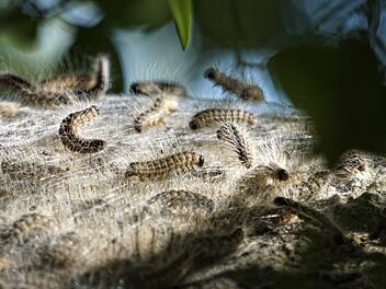 Kreis W&uuml;rzburg: Entlang der Autobahnen A3, A7 und A70: Eichenprozessionsspinner werden bek&auml;mpft