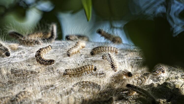 Kreis W&uuml;rzburg: Entlang der Autobahnen A3, A7 und A70: Eichenprozessionsspinner werden bek&auml;mpft