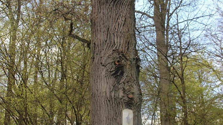 Am Fuß der Bildeiche sind die Votivbilder zu sehen. Oben im Stamm hängt der Marder. Foto: Heike Beudert