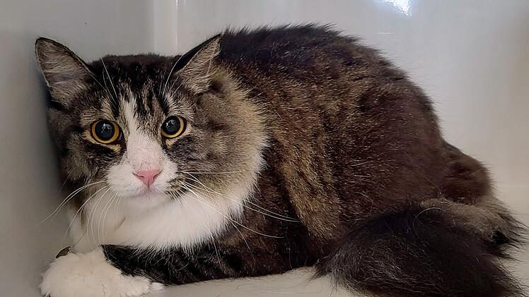 Tierheim Hof entsetzt von Fund vor der T&uuml;r - "trauriges Beispiel"