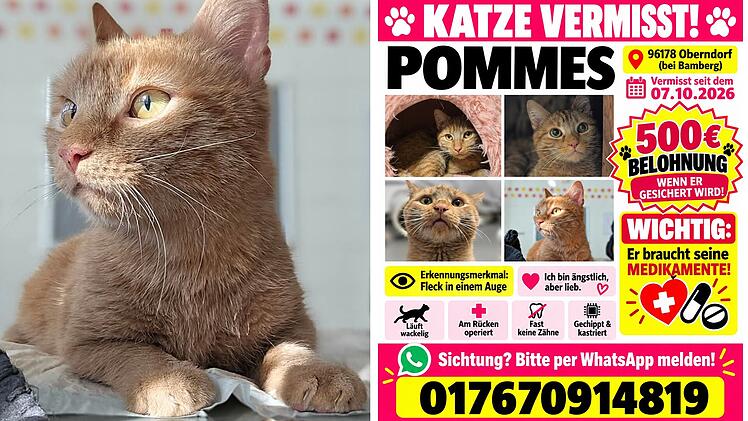 Kater-Schicksal im Kreis Bamberg bewegt Tierhilfe Wolfsburg  &ndash; hohe Belohnung