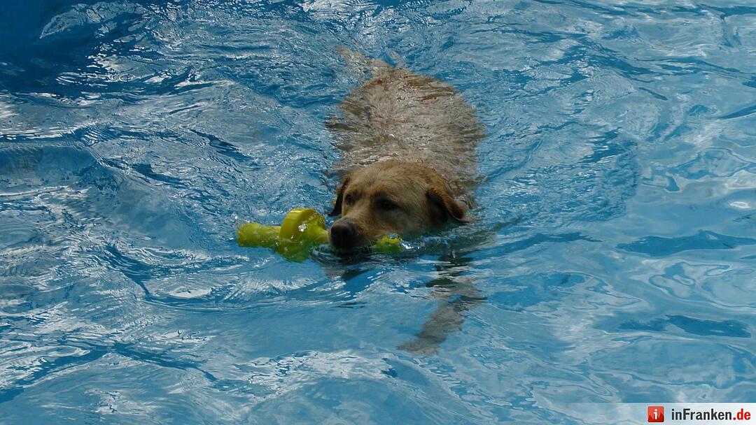 Hundebadetag im Freibad Eltmann