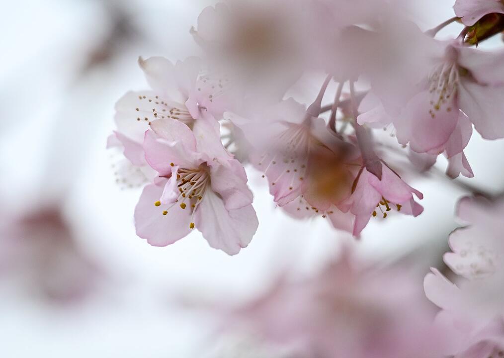 Fr&uuml;hlingserwachen in Berlin