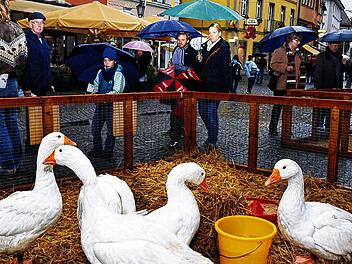 Martini l&auml;sst die G&auml;nse im Regen stehen