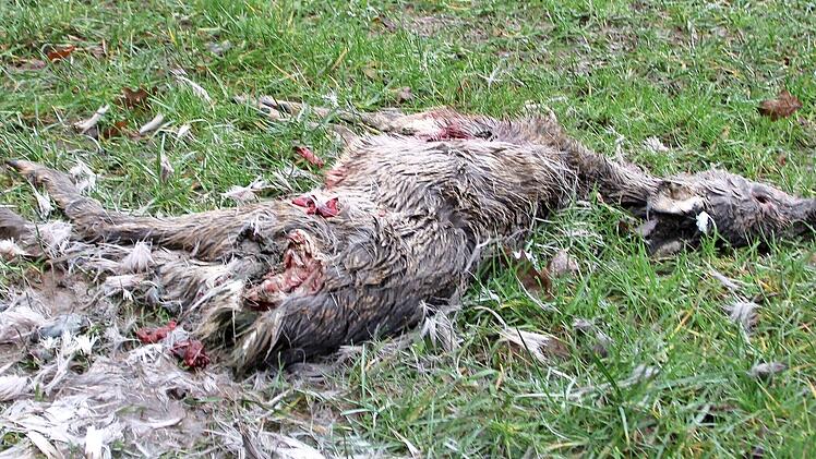 Der jüngste Riss durch einen wildernden Hund ereignete sich in den Saalewiesen bei Kleinbrach.
