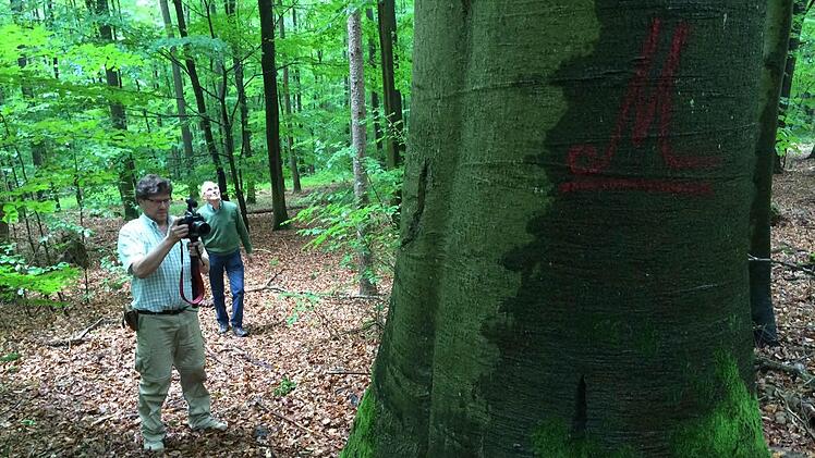 Wie eine knorrige fränkische Buche: Der Schutzstatus des "Hohen Buchenen Waldes" bei Ebrach erweist sich als langlebiger als gedacht.  Foto: M. Wehner