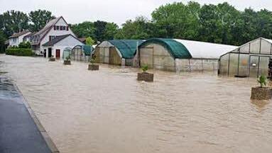 "Land unter" hieß es in Schmidts Gewächshäusern in Obernbreit. Wie Bojen ragen die Pflanzkübel aus der braunen Breitbachbrühe.   Foto: Galen Vinson