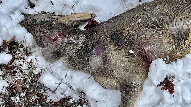 Die tr&auml;chtige Rehgei&szlig; weist etliche Bissverletzungen auf.