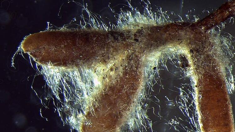 Es entwickelt sich was: An den Feinwurzeln haben sich schon vielversprechende Pilzgeflechte gebildet (Vergrößerung 120fach).  Foto: J.V. Herrmann