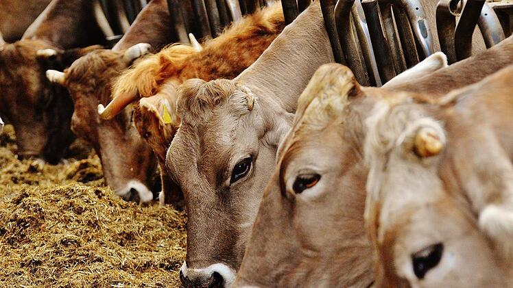 Über die Nahrungskette können Antibiotika aus der Masttierhaltung in den menschlichen Körper eindringen.
