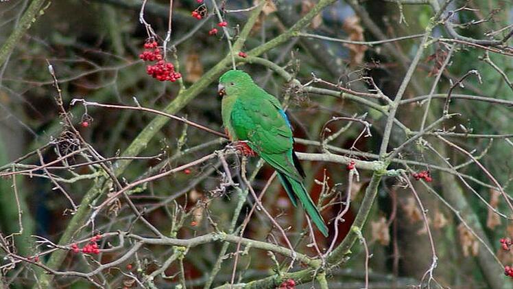 Vor kurzem gab es noch Beeren