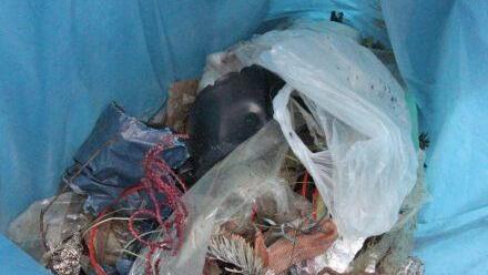 Allerlei Unrat zieht Harald Krell aus dem Material, das eigentlich mal guter Kompost werden soll.