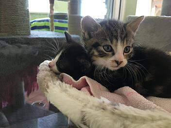 Tierheim Bamberg nimmt nach Brand Katzen auf