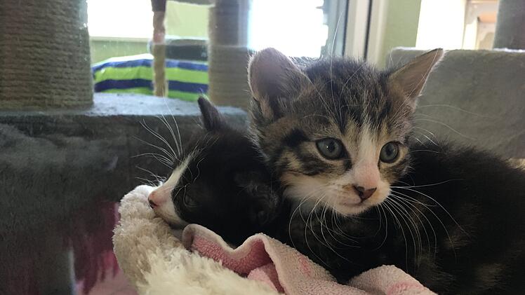 Tierheim Bamberg nimmt nach Brand Katzen auf