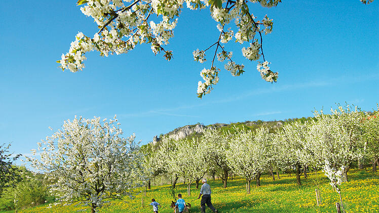 Kirschbäume am Fuße des Walberla-Plateaus