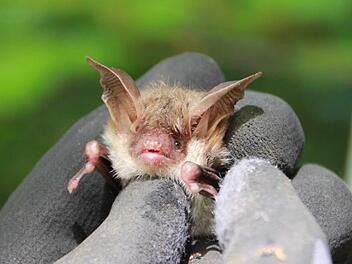 Dieter Fünfstück, lokaler Fledermaus-Experte, wird am Samstag, 28. Juli, mit interessierten Natur-Beobachtern Fledermauskästen im Klauswald checken. Ein anderer Fachmann will an diesem Abend außerdem die Tierchen mit einem speziellen Gerät hörbar machen.  Foto: Carmen Schmitt