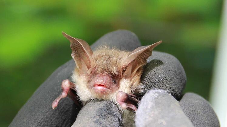 Dieter Fünfstück, lokaler Fledermaus-Experte, wird am Samstag, 28. Juli, mit interessierten Natur-Beobachtern Fledermauskästen im Klauswald checken. Ein anderer Fachmann will an diesem Abend außerdem die Tierchen mit einem speziellen Gerät hörbar machen.  Foto: Carmen Schmitt