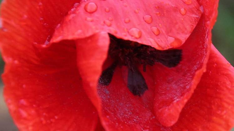 Eine Klatschmohn-Blüte. Foto: Sarah Dann