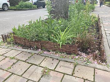 Bamberg sucht Baumscheibenpaten für Straßenbäume - das Projekt Bamberg sucht Baumscheibenpaten für Straßenbäume - das Projekt