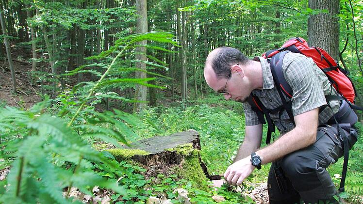 Der Hirschkäfer ist nicht zu übersehen und trotzdem schwer aufzuspüren. Wer einen entdeckt, kann ihn in einem Register melden und Wissenschaftlern dabei helfen, diesen Käfer mit Symbolkraft besser kennenzulernen. Fotos: Carmen Schmitt, Martina Straub, M. Wehner/Archiv