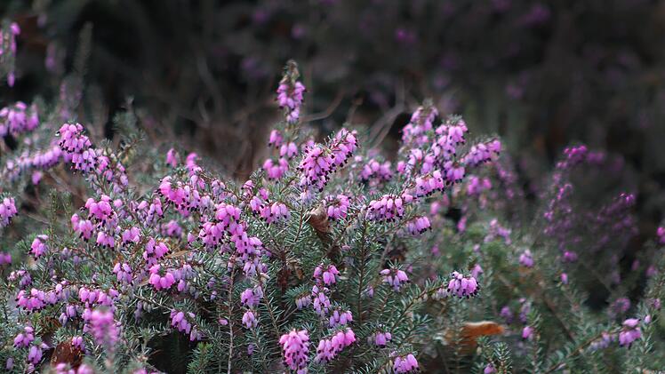 Winterheide
