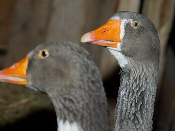 Kreis Ansbach: Unbekannter bewirft Gänse mit Steinen - 7 Tiere tot