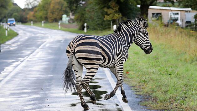 Das Zebra war aus einem Zirkus in Tessin ausgebrochen und hatte einen Unfall auf der A20 verursacht. Das Tier wurde erschossen. Foto: Bernd W&uuml;stneck/dpa-Zentralbild/dpa