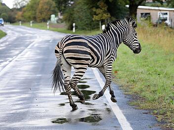 Das Zebra war aus einem Zirkus in Tessin ausgebrochen und hatte einen Unfall auf der A20 verursacht. Das Tier wurde erschossen. Foto: Bernd Wüstneck/dpa-Zentralbild/dpa