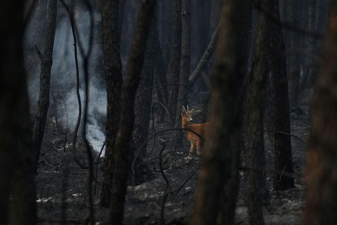 Waldbr&auml;nde in Frankreich
