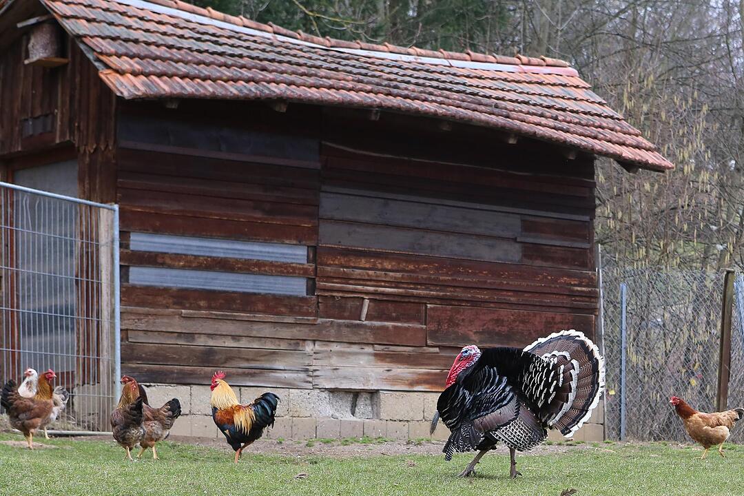 SoS; Neuses-Poxstall; Gemeindeseite; Foto: Barbara Herbst